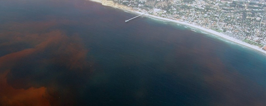 Investigadores de la ESPOL capacitan sobre riesgos de las mareas rojas